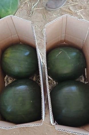 Aton Green Egypt Fresh Fruits & Vegetables